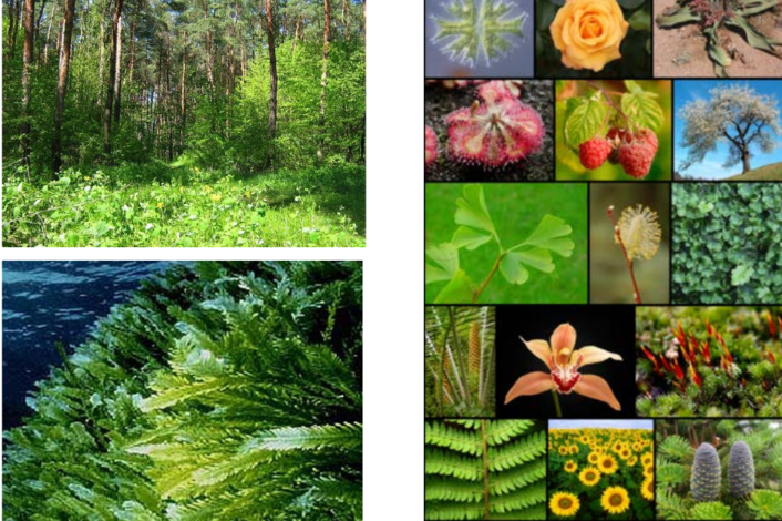 Какая ботаническая наука изучает рост растений. Растительный мир разнообразен. Разнообразие растений для детей. Мир растений ботаника. Ботаника наука о растениях.